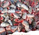 "А чего не хвосты?": бесплатная раздача рыбьих голов на Сахалине вызвала дискуссии в соцсети