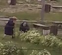 Две дамы солидного возраста выкопали и утащили декоративный куст из сквера в Тымовском
