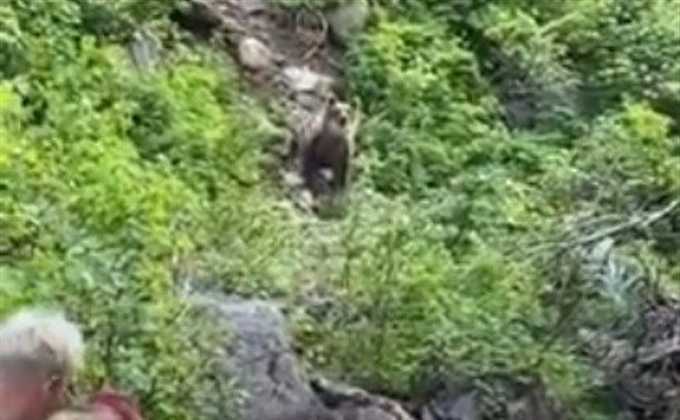 Толпа туристов на Итурупе вышла прямо на медведя