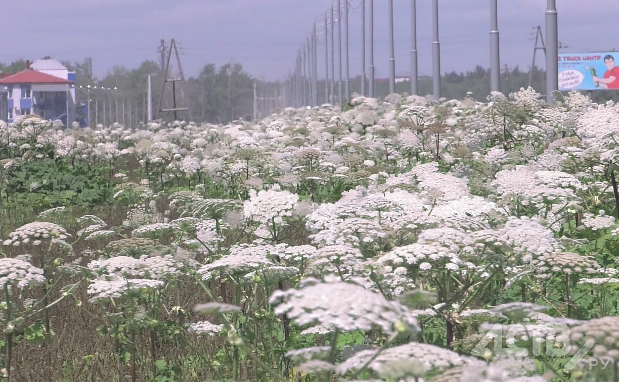 Заросшие борщевиком сельхозземли смогут изымать с 1 марта 