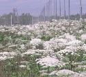 Заросшие борщевиком сельхозземли смогут изымать с 1 марта 