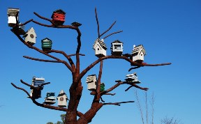 Школьников Южно-Сахалинска просят построить «квартиры» для птиц