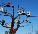 Школьников Южно-Сахалинска просят построить «квартиры» для птиц