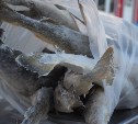 Больше 90 тонн свежей наваги реализовали с конца декабря в Корсаковском районе