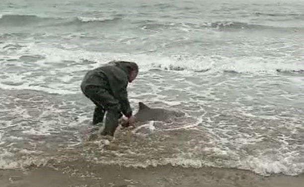 На Сахалине 10 часов "спасали" морскую свинью, чем могли довести до гибели