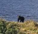Медведь на Сахалине загнал рыбаков на крышу, а сам пошёл проверять их сети