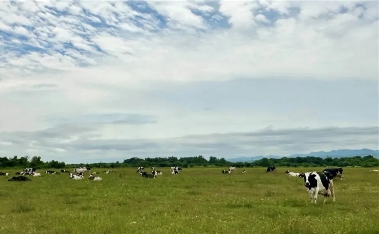 В этом году на летние сахалинские пастбища выйдут 20 000 коров 