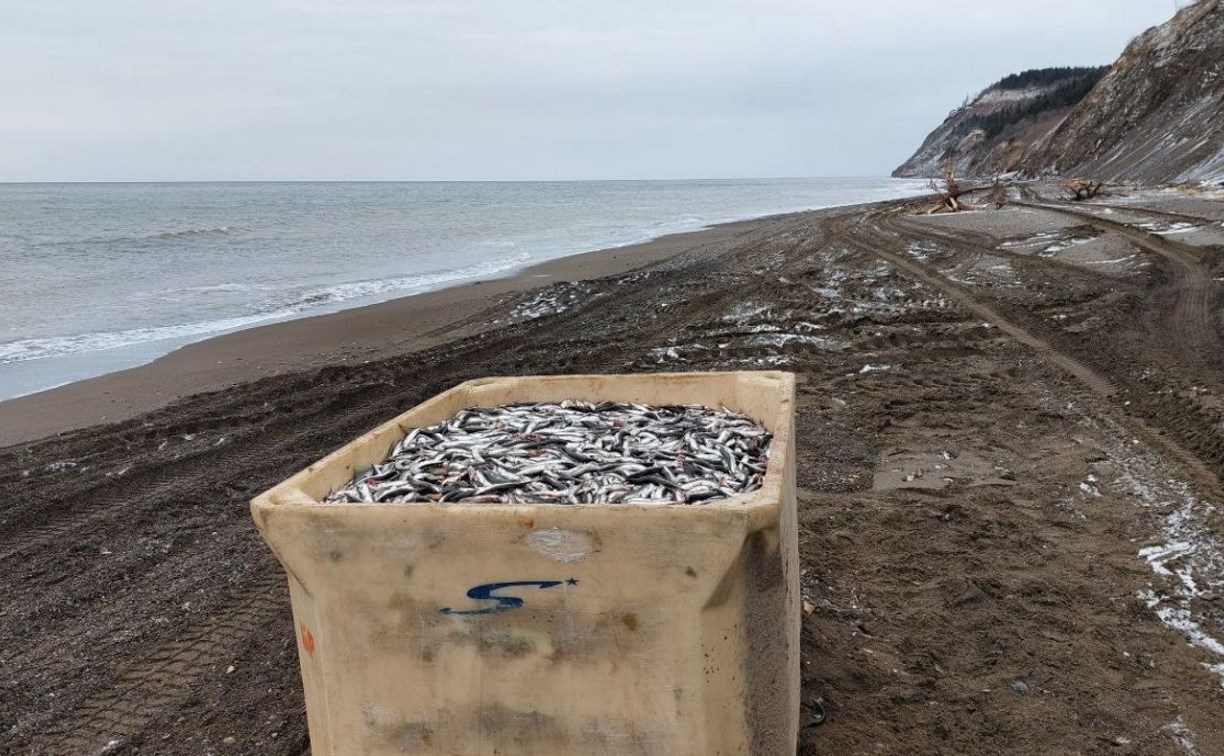 На Сахалине поймали водителя с 8 тоннами мойвы