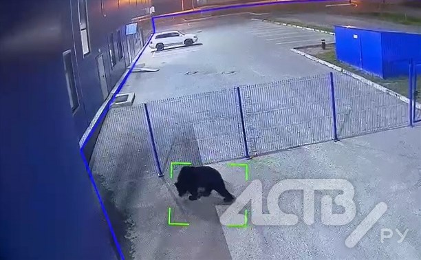 Молодой и глупый медведь вышел к магазину "Зодчий" в Южно-Сахалинске