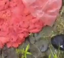 Двоих браконьеров задержали на Сахалине с красной икрой почти на 1,5 миллиона рублей - видео
