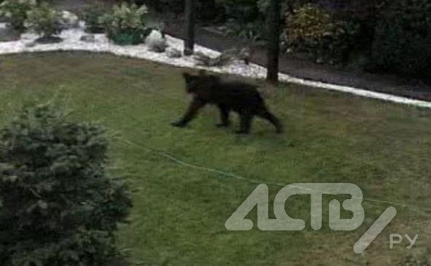 "Вышли на улицу, а там - медведь": хищник забрёл в коттеджный посёлок на Сахалине