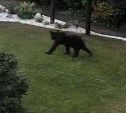 "Вышли на улицу, а там - медведь": хищник забрёл в коттеджный посёлок на Сахалине