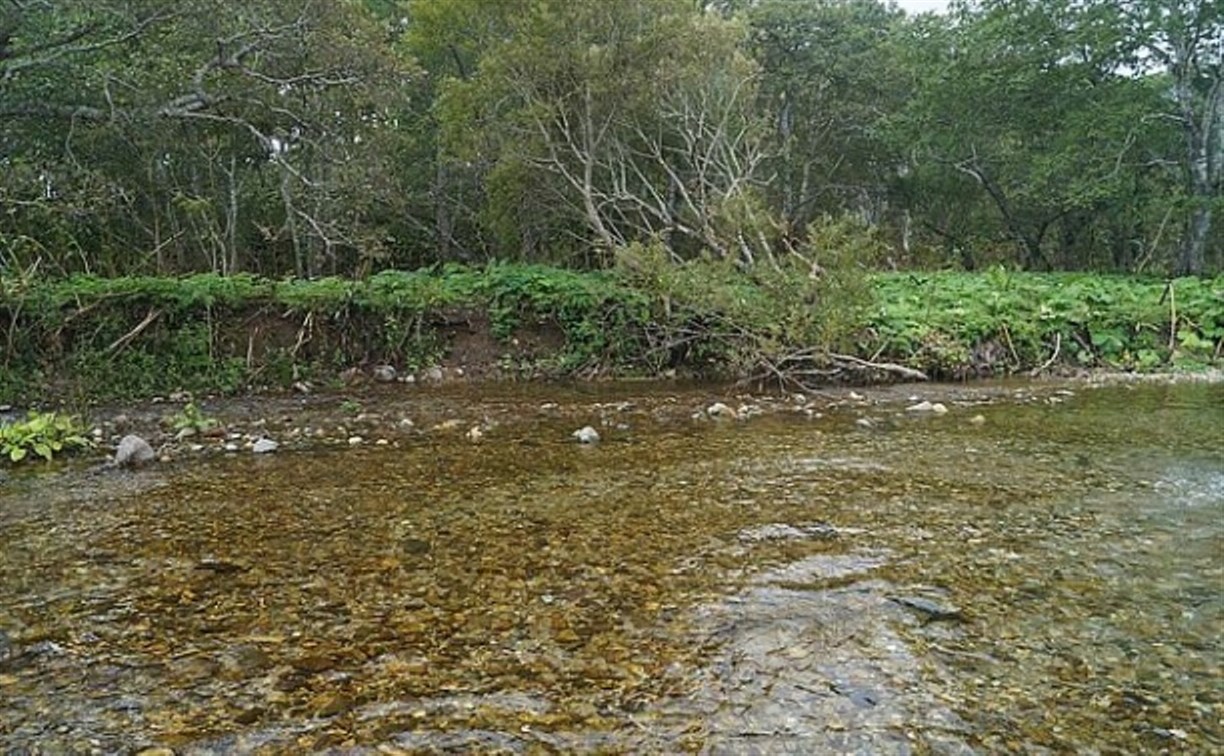 В большинстве нерестовых рек Кунашира учёные не нашли икры лососевых