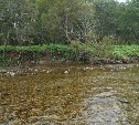 В большинстве нерестовых рек Кунашира учёные не нашли икры лососевых