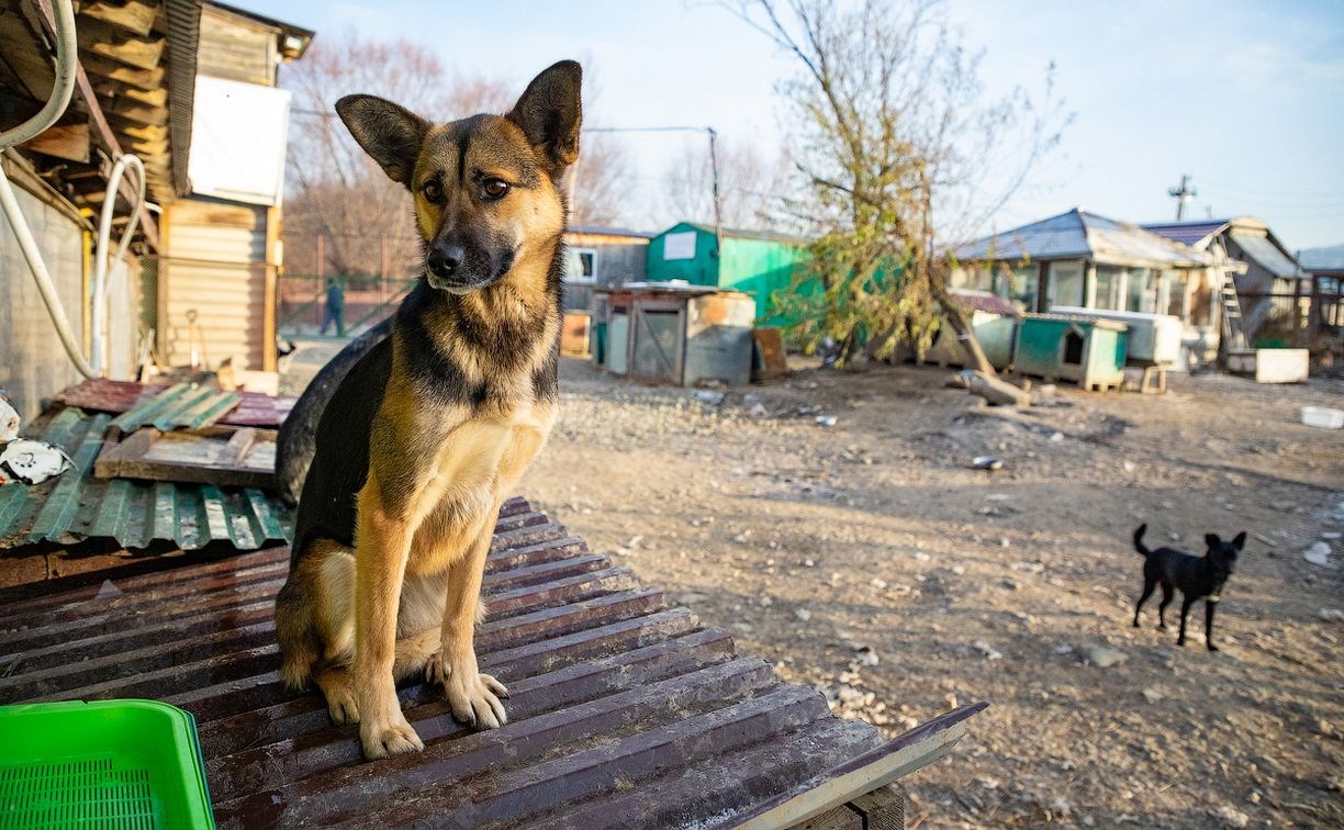 Отлавливать бездомных собак в областном центре поручат фонду "Помощь животным. Сахалин"