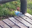 В Долинске холодным утром на улице заметили грустного попугая