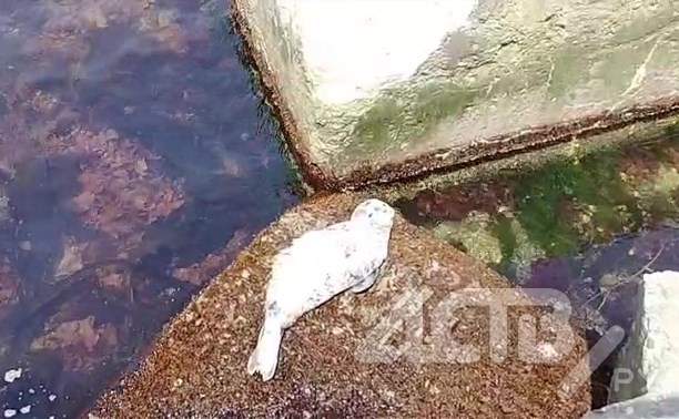 Отдыхающий на камне нерпёнок заставил сахалинцев переживать