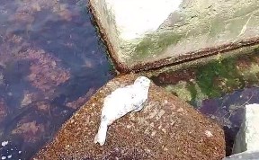Общество