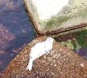 Отдыхающий на камне нерпёнок заставил сахалинцев переживать