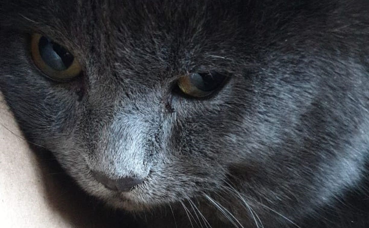 Кота в инее нашли в мусоровозе на севере Сахалина 