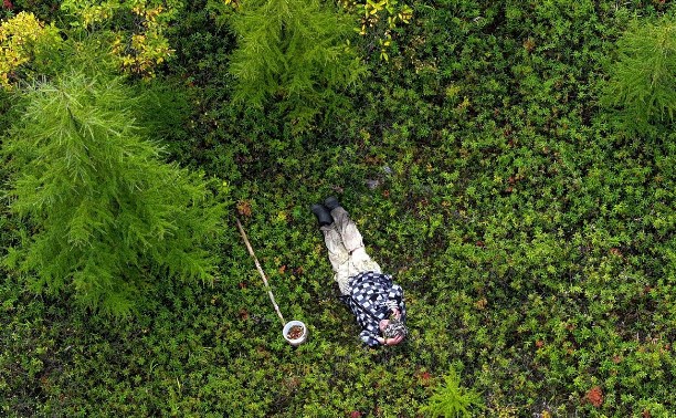 Блуждал один среди брусники: с помощью дрона отыскали пропавшего в лесу грибника в Ногликах