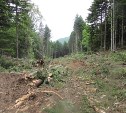 На склоне горы Красной начали вырубать лес для строительства канатки