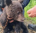 Одинокий медвежонок в поисках матери бегал по селу в Томаринском районе