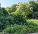 Дерево с большими коконами пугает дачницу в Южно-Сахалинске