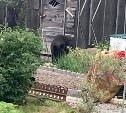 Медведь напал на дачницу на Сахалине - на помощь пришёл сосед с лопатой