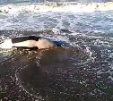 Мертвого детеныша косатки нашли на берегу в районе Стародубского