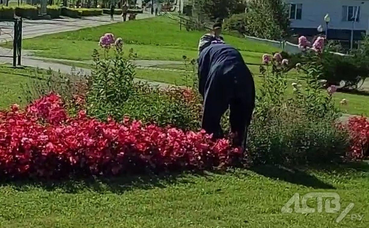 Южносахалинку, ворующую бегонию в сквере, поймали с поличным - видео -  Новости Сахалинской области. Происшествия - astv.ru