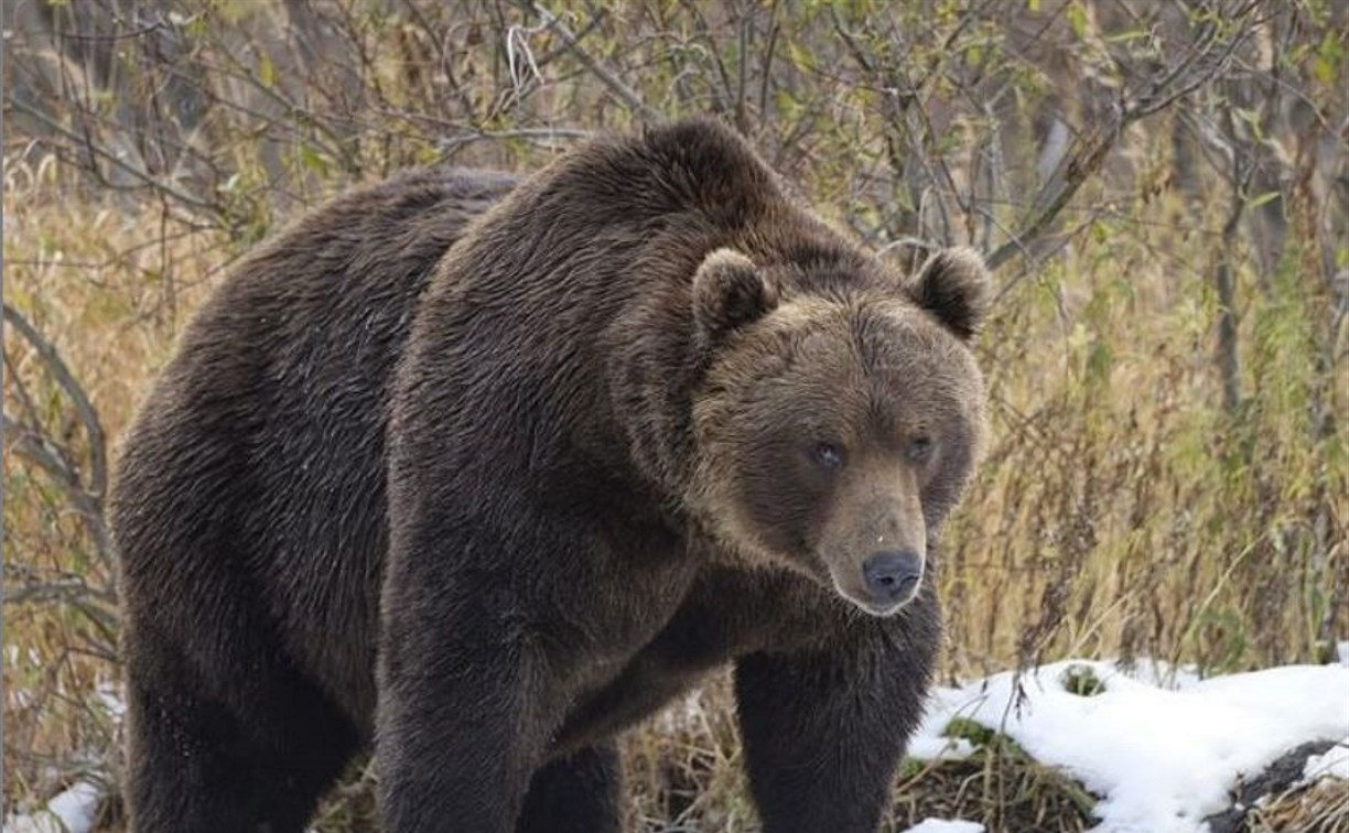 Голодный медведь, который ни на что не реагирует, бродит в Ногликском районе 