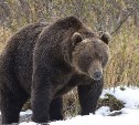Голодный медведь, который ни на что не реагирует, бродит в Ногликском районе 