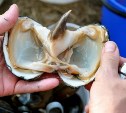 Почти 300 тонн моллюсков выловили у Южных Курил