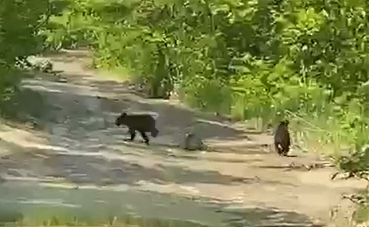 Двое медвежат удивили сахалинцев на объездной дороге на Огоньки