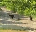 Двое медвежат удивили сахалинцев на объездной дороге на Огоньки