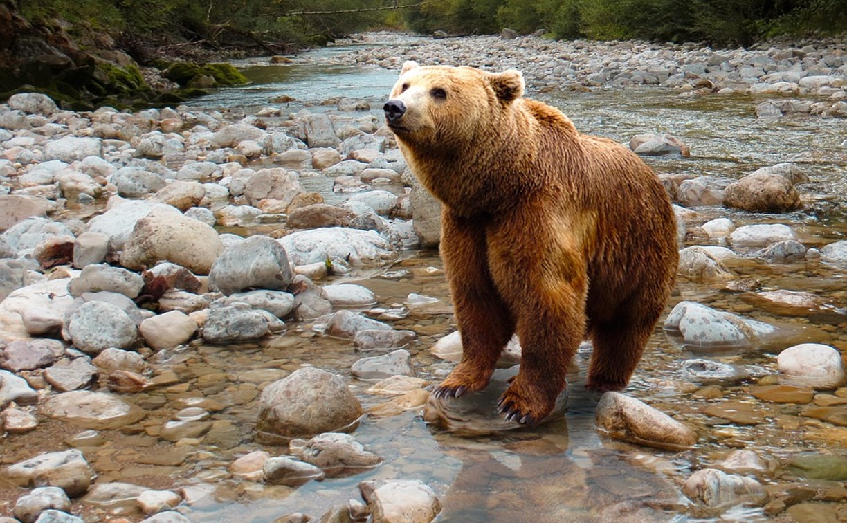 Предупреждающие знаки "Осторожно, медведь" появятся на Курилах 