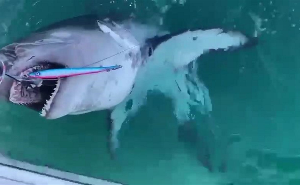 "Вот это машина!": сахалинцы поймали акулу у мыса Анива