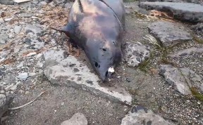 Общество