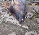 "Тут лежит существо, у него точит зуб": в Ильинском на берегу нашли тушу морского животного