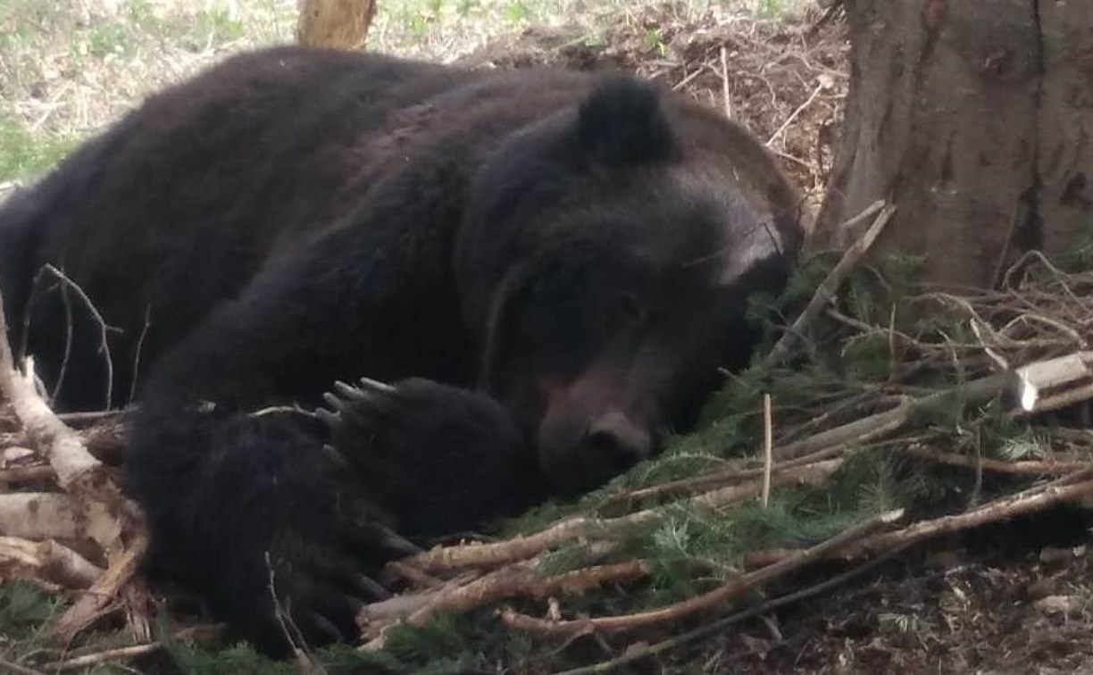 Медведя спасли из браконьерской ловушки на юге Сахалина 