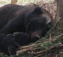 Медведя спасли из браконьерской ловушки на юге Сахалина 
