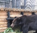 В Сахалинском зоопарке легли в спячку все медведи, кроме одного 