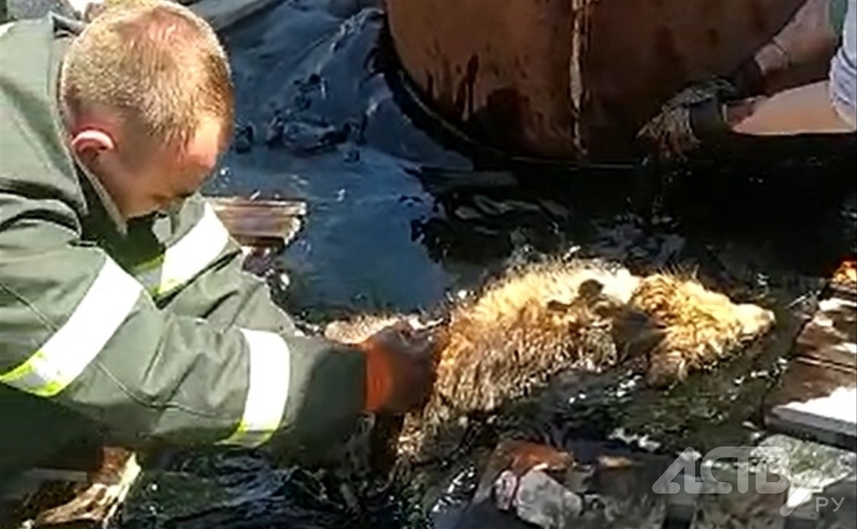  На Сахалине спасли двух собак, провалившихся в битум 