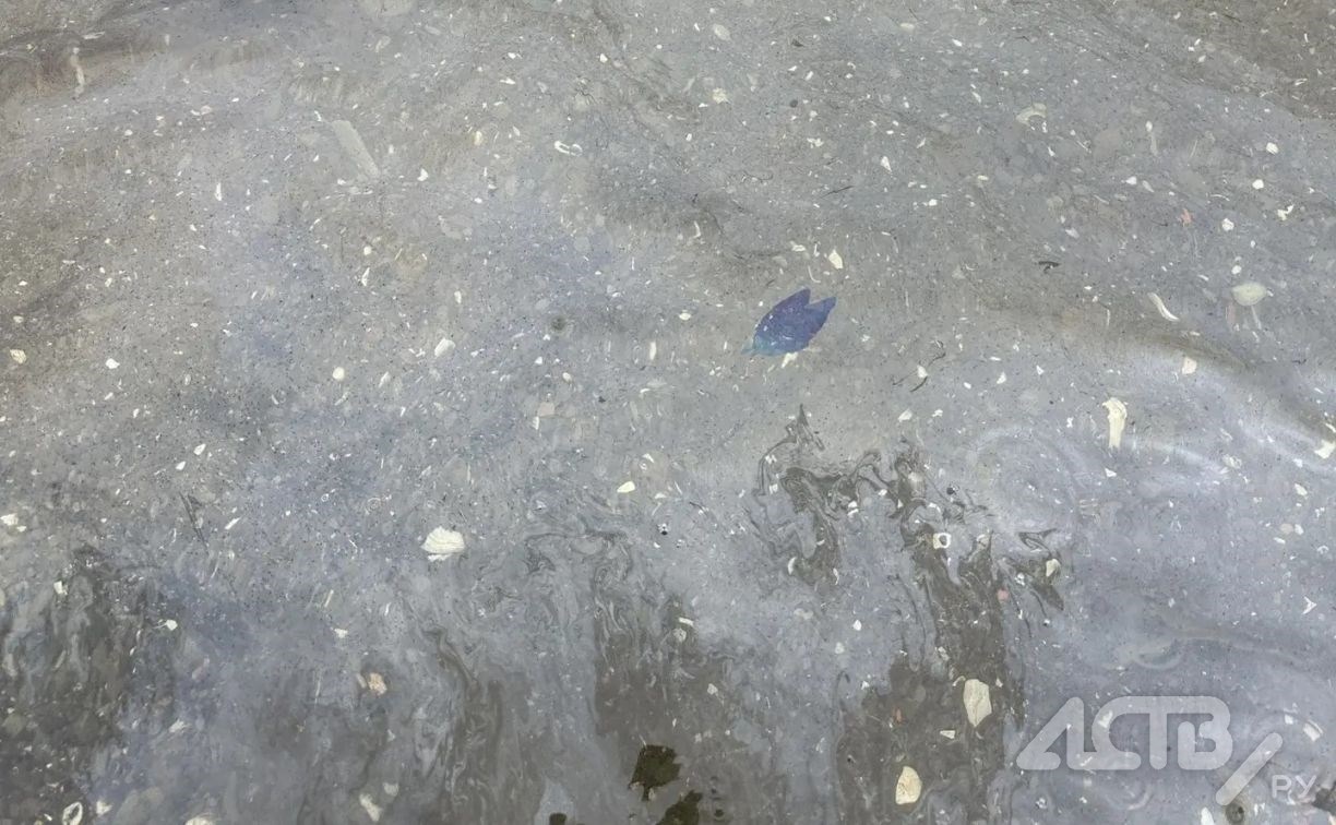 Сахалинцы делятся новыми кадрами масляной плёнки в море в селе Правда
