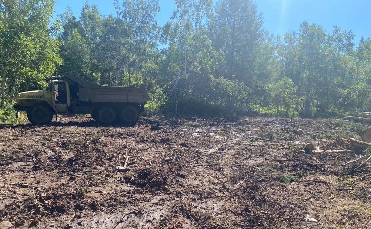 Место незаконной вырубки леса в особо крупном размере обнаружили на Сахалине
