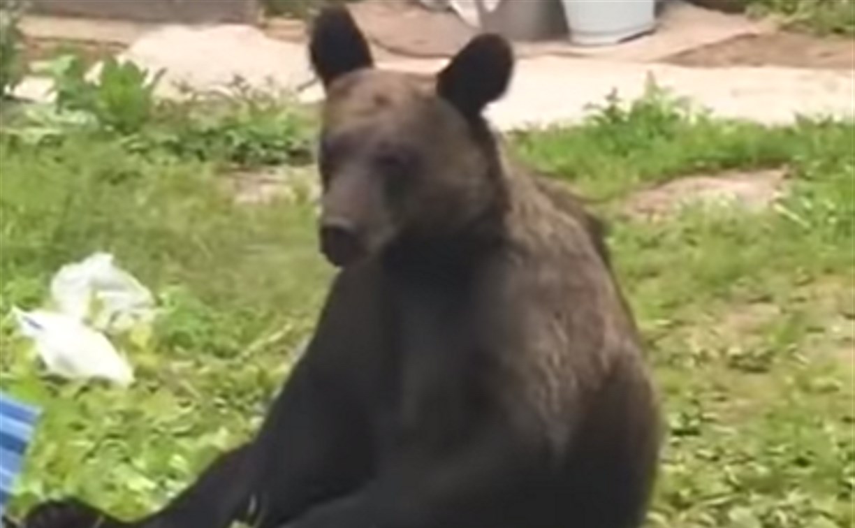 Два медведя угостились кимчи на даче в Корсаковском районе