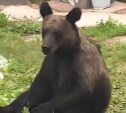 Два медведя угостились кимчи на даче в Корсаковском районе