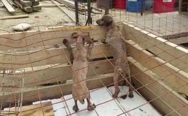 "Идут на поправку": сахалинцы показали, как сейчас выглядят спасённые из битума собаки