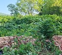 Свалку крабовых отходов обнаружили в лесу на выезде из Южно-Сахалинска
